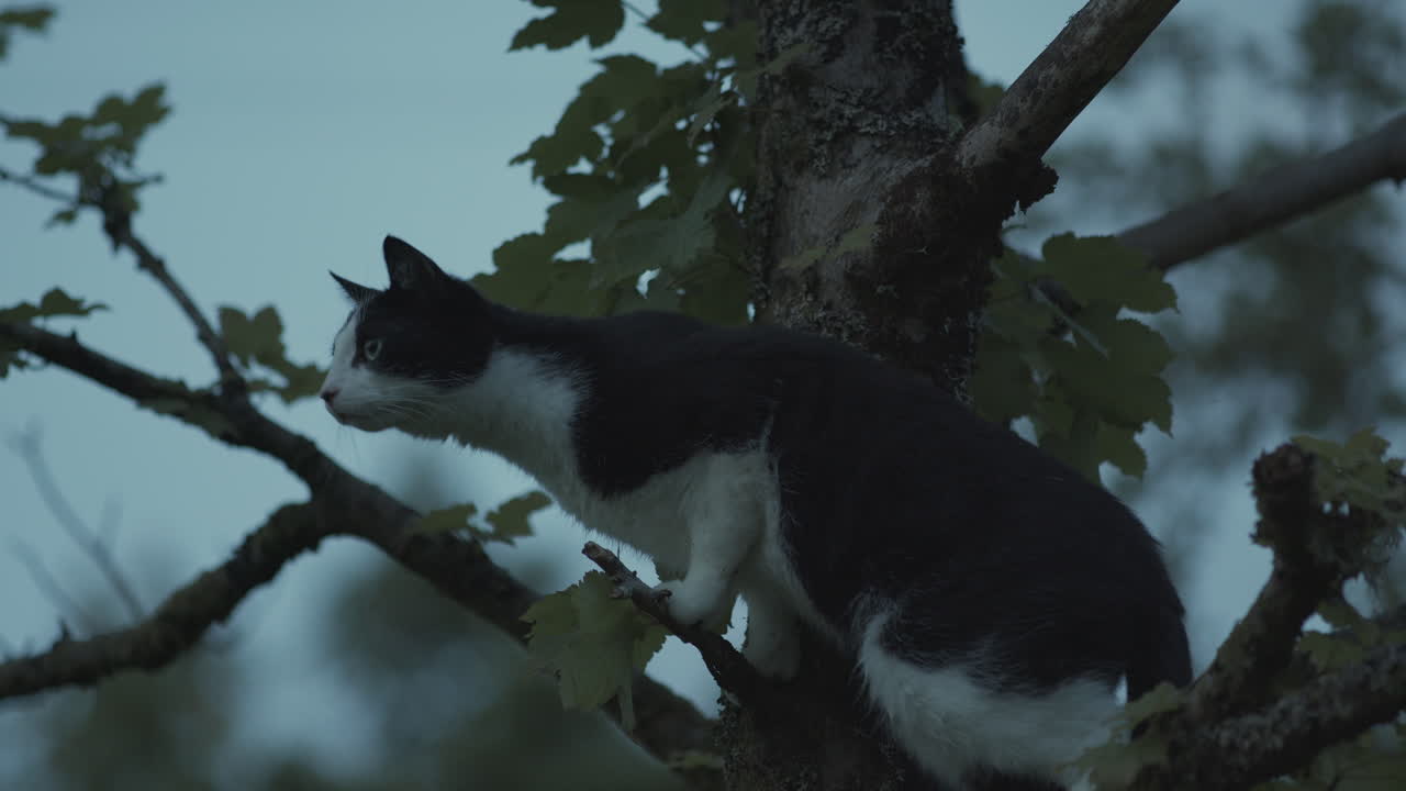 Black and white tuxedo cat in tree hunting, has spotted prey