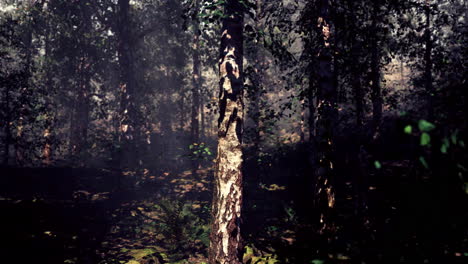misty birch forest