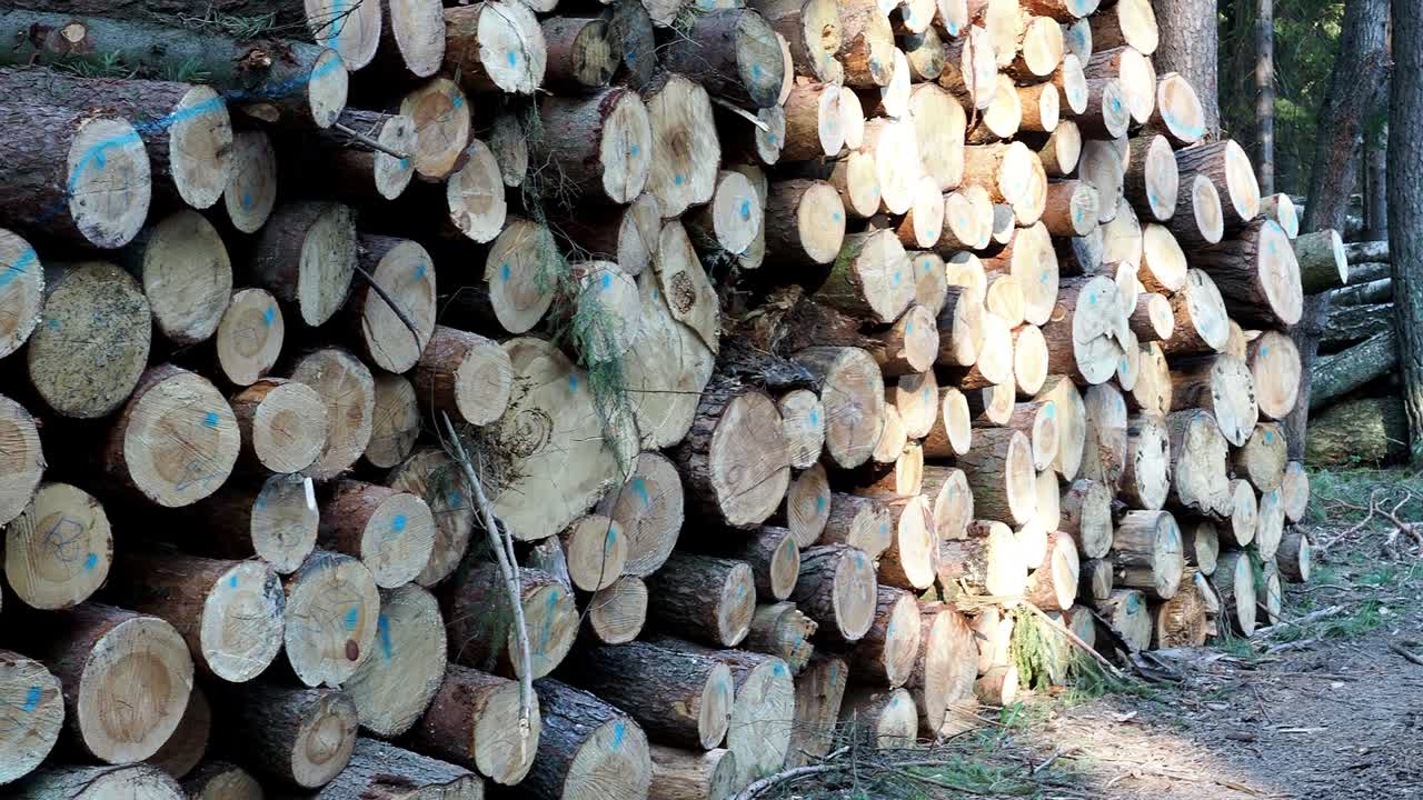 나무 어리. 거대한 나가지 어리의 전망.