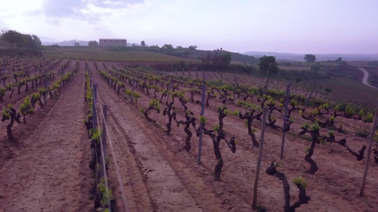 Travelling drone shot over vineyards at Samaniego