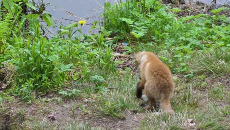 Cute-red-fox-cub-stands-in-the-grass-and-looks-at-the-camera