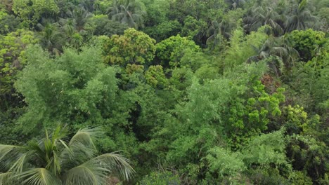 Vista-Aérea-O-Superior-Del-Bosque-Verde-Profundo-O-La-Jungla