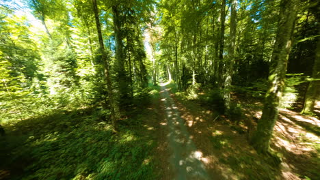 grand jorat forest trail surrounded with dense beech trees in summer