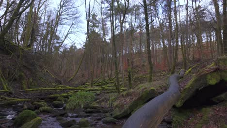 Small,-slow-moving-woodland-stream,-flowing-slowly-through-the-forest-trees