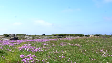 landscape static shot of sea thrift evergreen blooming bright pink with coastal cows on the horizon in halland, sweden