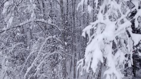 Mit-Zauberhaftem-Blick-Auf-Frisch-Verschneite-Erlen-Im-Winter