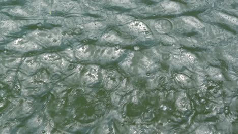 drops of water in the pound.