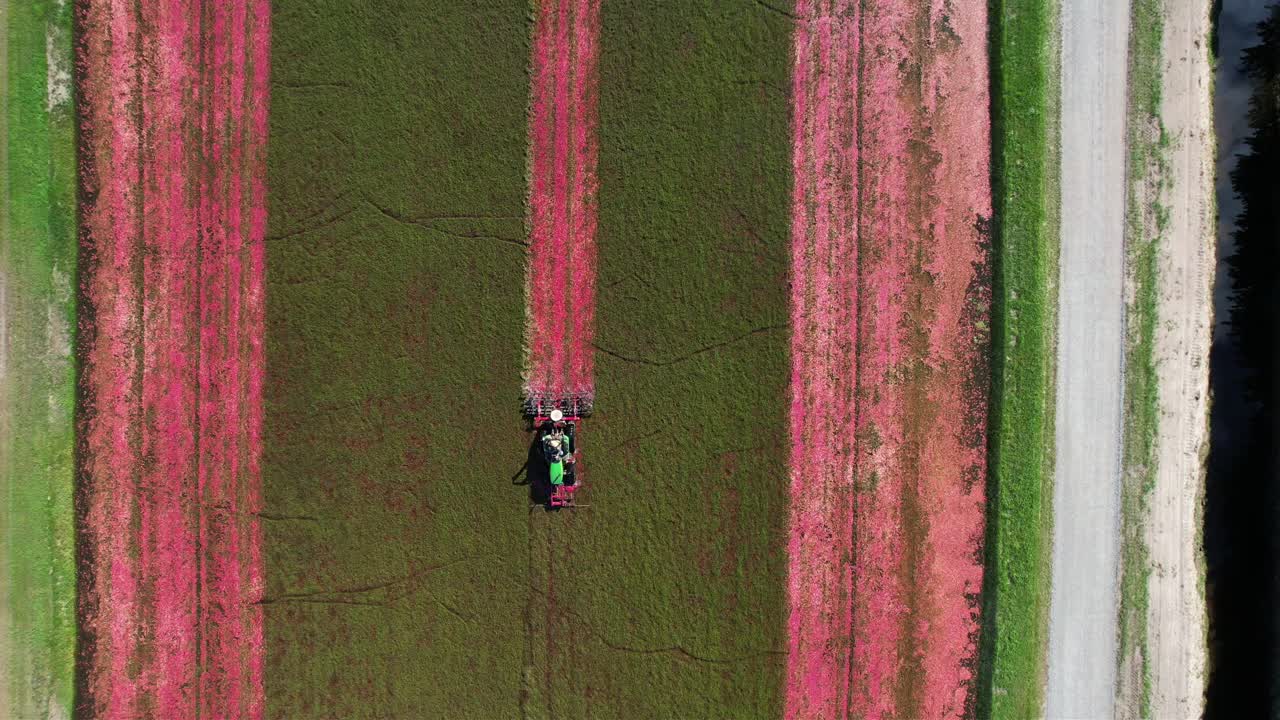 중부 위스콘신에서 해로우 트랙터가 크랜베리 습지를 깎고 크랜베리를 덩굴에서 떨어뜨려 잘 익은 크랜베리가 물 표면으로 떠오를 수 있도록 합니다.