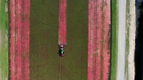 in central wisconsin, a harrow tractor mows a cranberry marsh and knocks cranberries off the vine allowing the ripe cranberries to float to the water's surface