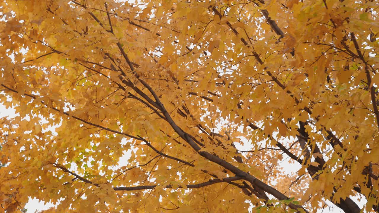 Close-up, low-angle shot of vibrant golden-yellow fall leaves on a tree branch, creating an autumn aesthetic background for seasonal content