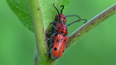 une vidéo macro de deux coléoptères rouges s'accouplant sur une plante d'ail