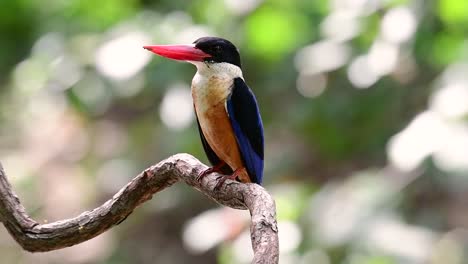 the black-capped kingfisher has a candy-like red bill and a black cap which is found in thailand and other countries in asia