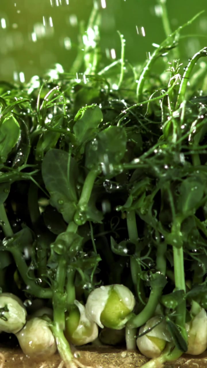 Gocce d'acqua che cadono al rallentatore su microgreens di pisello freschi