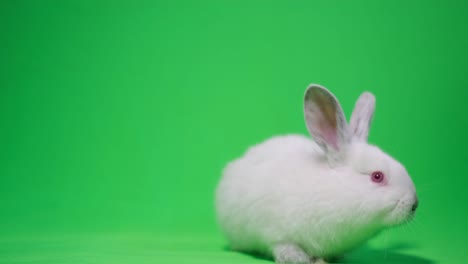 conejo blanco lindo mira a la cámara, listo para convertirse en la clave. conejo lindo hermoso