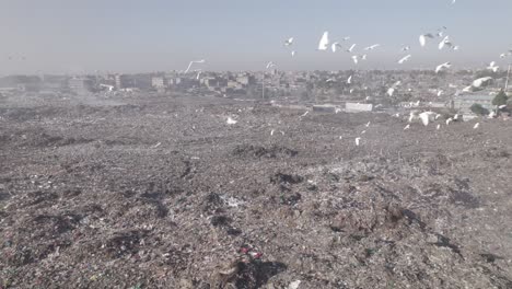 aerial drone shot of flock of white birds flying over dandora dumpsite in the morning