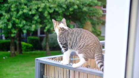 young adult cat looking at neighbourhood from balcony