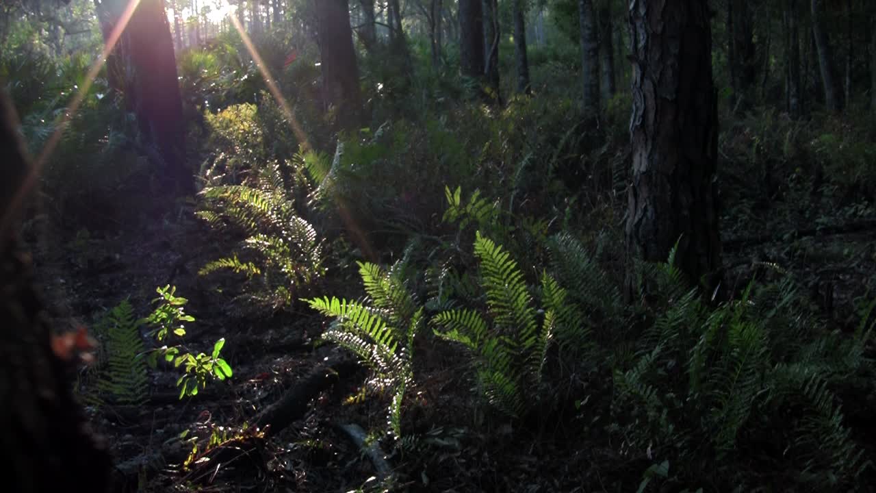 la luz mística se filtra en una selva tropical
