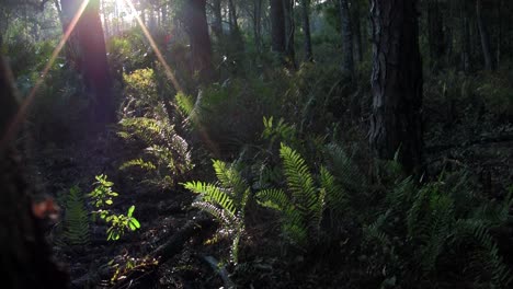 Mystical-light-filters-into-a-tropical-rainforest