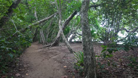Coastal tourist trail through the green deciduous forest of Cahuita National Park in Costa Rica