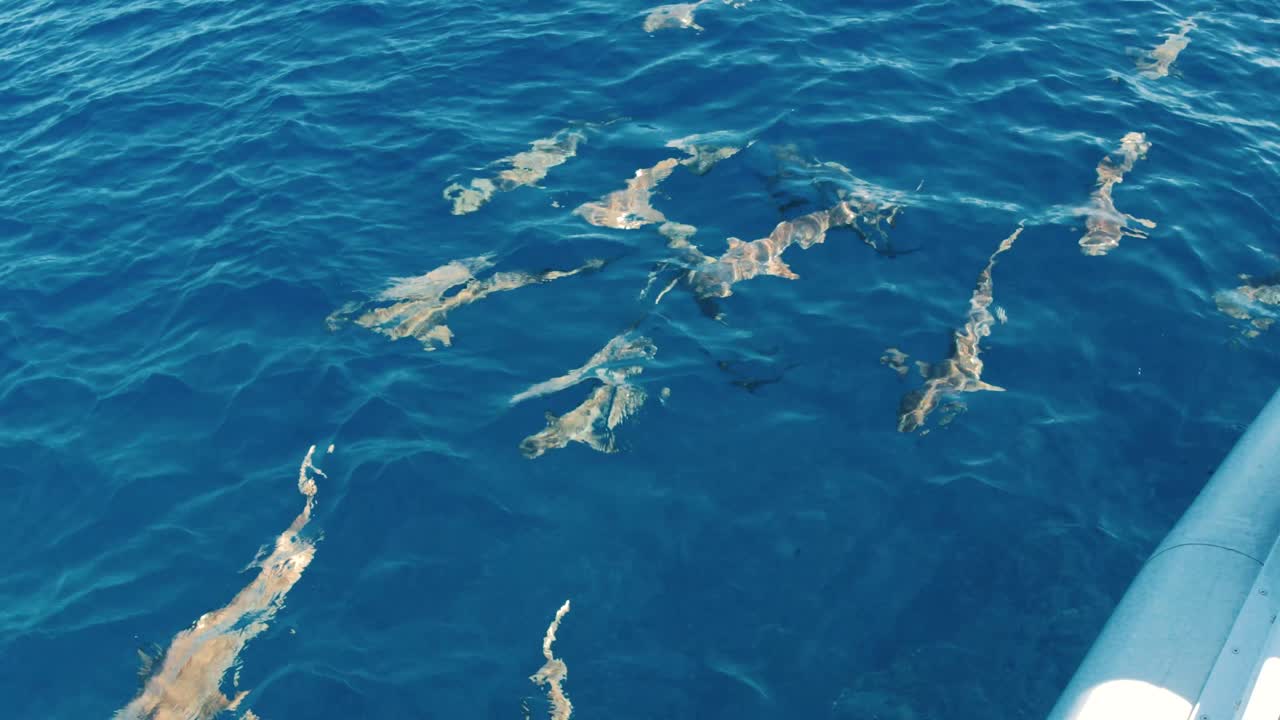 Diver about to jump into water with sharks circling. Blacktip sharks at water surface.