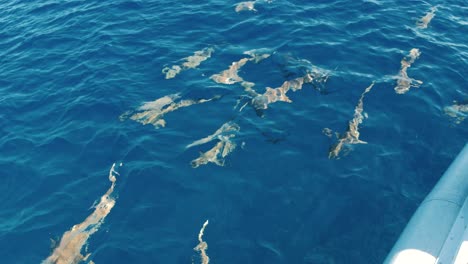 diver about to jump into water with sharks circling. blacktip sharks at water surface.