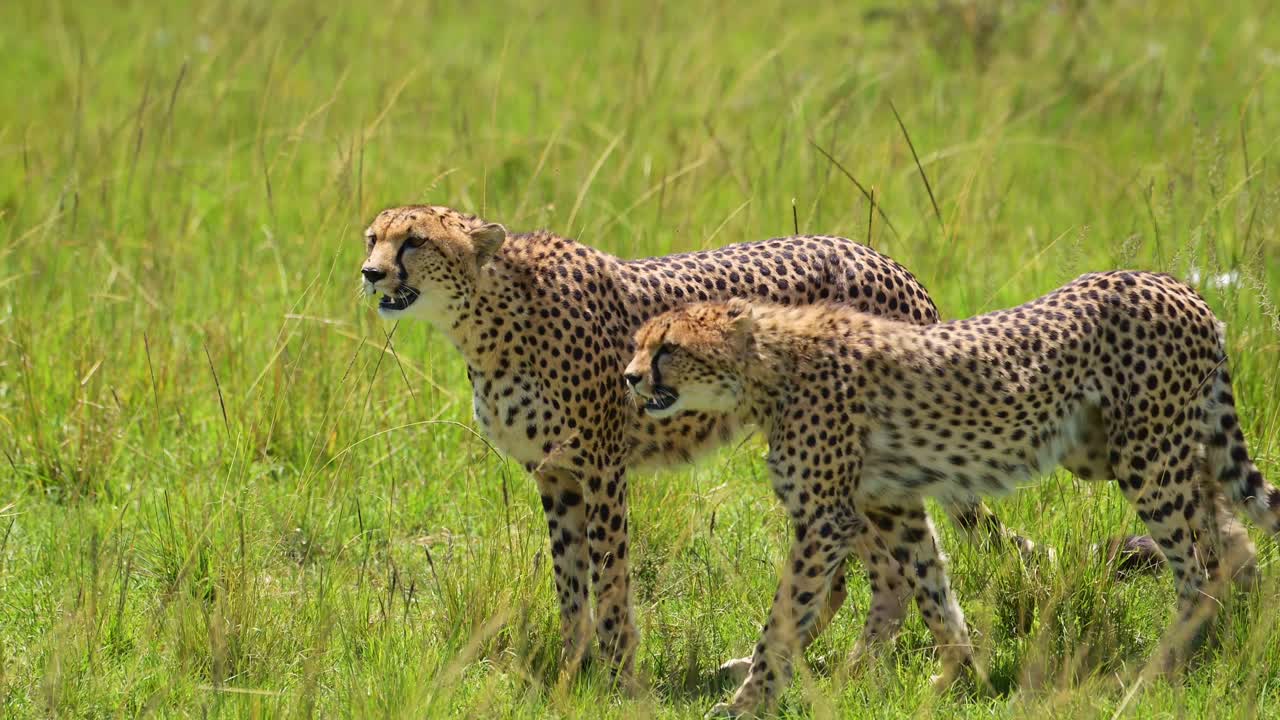 fotografía de cerca de un guepardo caminando en un exuberante paisaje de pastizales, vida silvestre africana en la reserva nacional de maasai mara, kenia, áfrica animales de safari en la reserva de masai mara norte