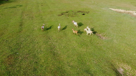 drone view of goats running on a green grassy field