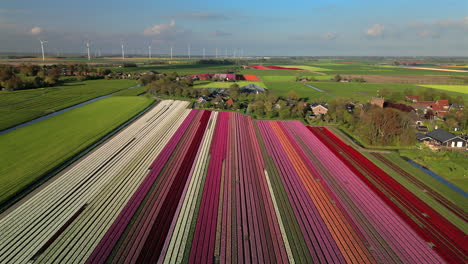 Aerial-view-of-tulips-field-at-sunny-spring-in-countryside,-The-Netherlands