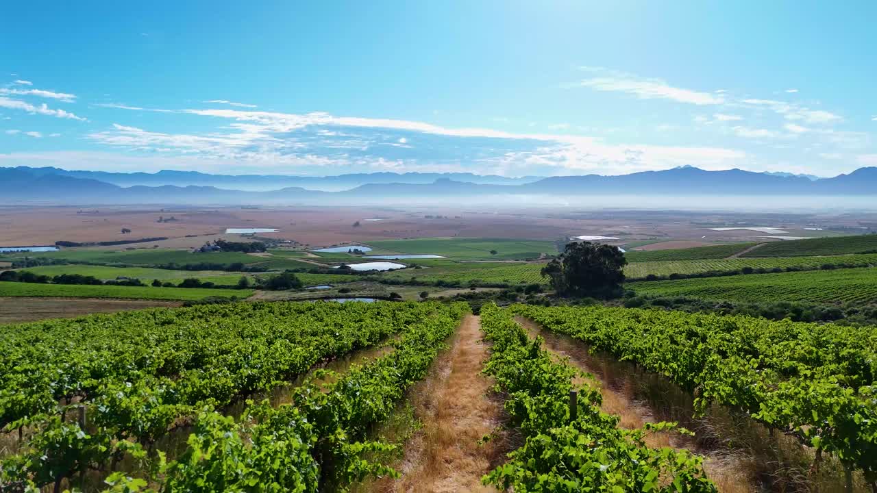 Lush green vineyards stretch endlessly, framed by towering peaks under a dreamy blue sky