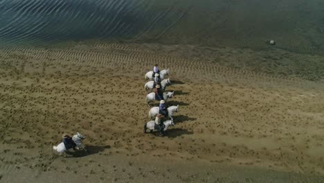 aerial-view-of-horses-on-the-Lakeshore,-minas-gerais,-Brazil