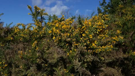 gorse, ulex europaeus, en la flor. inglaterra. reino unido