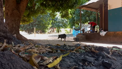 casa azul africana en un pueblo con grandes árboles y un cerdo negro corriendo libre