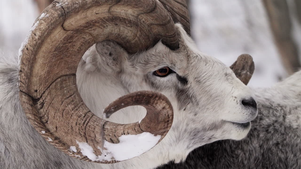 Close-up of a Bighorn Sheep in the Snow