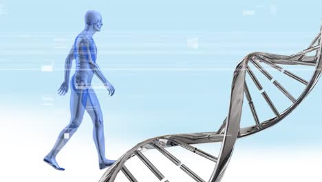 DNA-Doppelhelix-Und-Menschliche-Anatomie