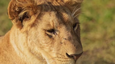 Lion,-Lioness-Female-Africa-Wildlife-Safari-Animal-in-African-Masai-Mara-National-Reserve-in-Kenya,-Looking-at-Camera-Portrait-Close-Up-Detail-of-Face-and-Eyes-in-Beautiful-Maasai-Mara