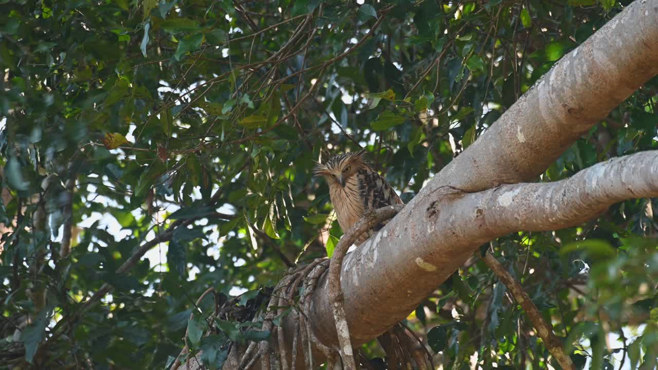 버피 피쉬 부엉이, 케투파 케투푸는 태국 카오야이 국립공원에서 바람이 많이 부는 날 큰 나뭇가지에 앉아 아래를 내려다보고 있습니다.