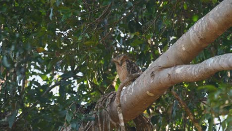 Buffy-Fish-Owl,-Ketupa-Ketupu-Gesehen,-Wie-Er-An-Einem-Sehr-Windigen-Tag-Im-Khao-Yai-Nationalpark,-Thailand,-Auf-Einem-Großen-Ast-Nach-Unten-Schaute