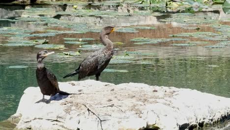 2 cormoranes sentados sobre una roca al sol con nenúfares flotando en el fondo