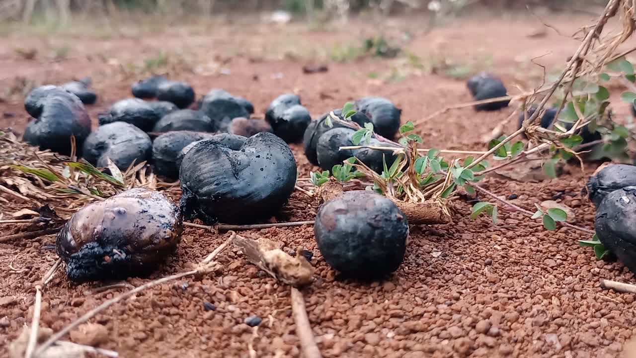 nueces de caju quemadas en el suelo, disparo de cerca
