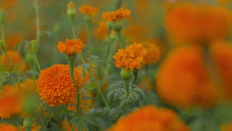 Cerrar-La-Flor-De-Cempasuchil-En-La-Tarde