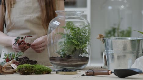 a young female florist plants the fittonia in a glass terrarium and creates a tiny live forest ecosystem - close-up