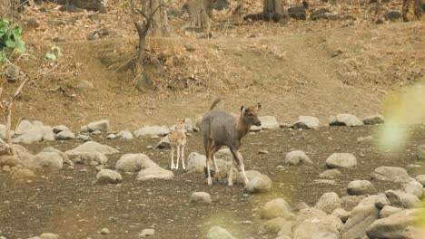 sambar and axis deer walk down the lake bed to water during summer evening