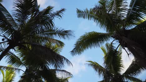 Mirando-Hacia-Los-Cocoteros-Tropicales-Con-Fondo-De-Cielo-Azul-Caminando-Hacia-Adelante