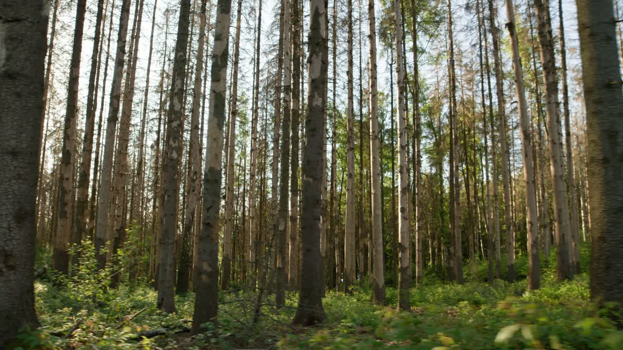 Tronchi di abeti rossi danneggiati, morti e secchi, senza corteccia, in una foresta colpita dal bostrico nella campagna ceca