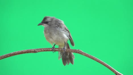 fledgling bulbul bird,front view .