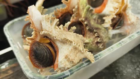Freshly Caught Whelks Ready for Cooking