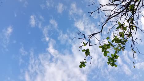 Silhouetten-Von-Vögeln,-Die-Im-Blauen-Himmel-Fliegen