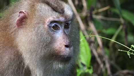 monkey displaying various facial expressions outdoors