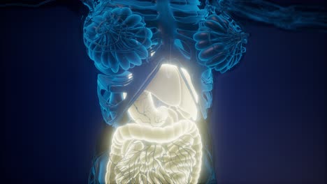 cuerpo humano con sistema digestivo visible
