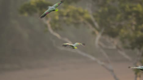 mealy parrots flying over peruvian tambopata national reserve in peru